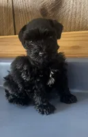 Rowdy2, a male Miniature Schnauzer for sale in Belden, MS – 3 of 3
