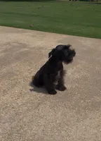 Rowdy2, a male Miniature Schnauzer for sale in Belden, MS – 5 of 5
