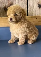 Cesear1, a male Poodle - Toy  for sale in Belden, MS – 2 of 2
