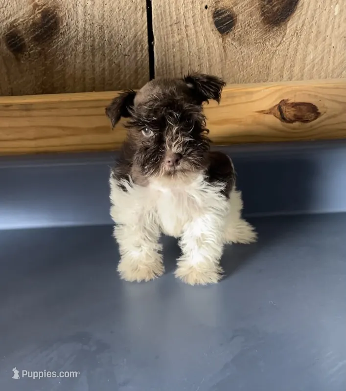 Tootsie2 – Miniature Schnauzer puppy for sale in Belden, MS