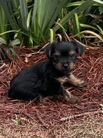 Pinto1, a male Yorkshire Terrier for sale in Belden, MS – 2 of 3