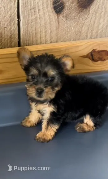 Sunshine1 – Yorkshire Terrier puppy for sale in Belden, MS