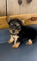 Sunshine1, a female Yorkshire Terrier for sale in Belden, MS – 1 of 3