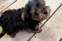 Storm, a male Yorkshire Terrier for sale in Belden, MS – Photo 4 of 5