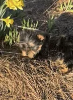 Storm, a male Yorkshire Terrier for sale in Belden, MS – Photo 3 of 5