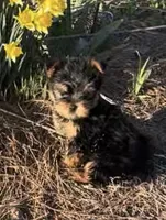 Storm, a male Yorkshire Terrier for sale in Belden, MS – Photo 1 of 5