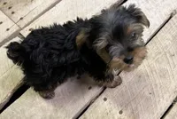 Storm, a male Yorkshire Terrier for sale in Belden, MS – Photo 5 of 5