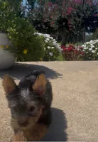 Buckee, a male Yorkshire Terrier for sale in Belden, MS – 4 of 4