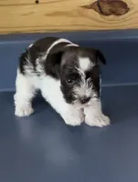 Tootsie1, a female Miniature Schnauzer for sale in Belden, MS – 2 of 2
