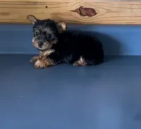 Sunshine1, a female Yorkshire Terrier for sale in Belden, MS – 2 of 3