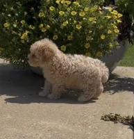 Sugar, a female Poodle - Toy  for sale in Belden, MS – 2 of 3
