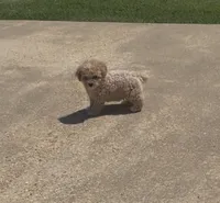 Sugar, a female Poodle - Toy  for sale in Belden, MS – 3 of 3