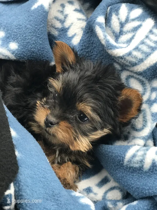 Pinto2 – Yorkshire Terrier puppy for sale in Belden, MS