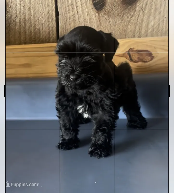 Rowdy2, a male Miniature Schnauzer for sale in Belden, MS – 1 of 3