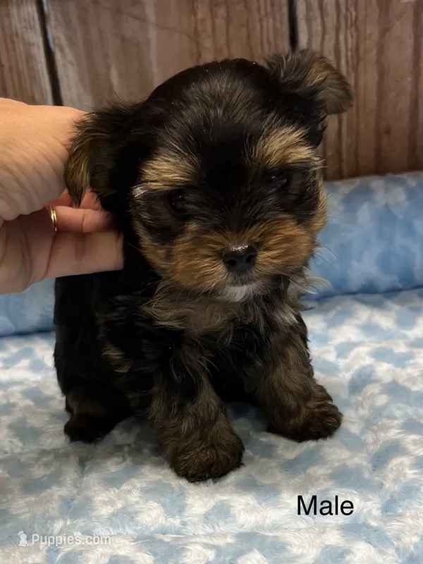 Pinto2 – Yorkshire Terrier puppy for sale in Belden, MS