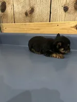 Pinto2, a male Yorkshire Terrier for sale in Belden, MS – 3 of 3