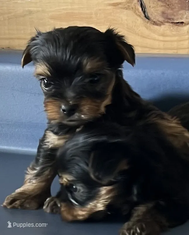 Pinto1 – Yorkshire Terrier puppy on hold in Belden, MS