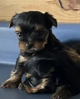 Pinto1, a male Yorkshire Terrier for sale in Belden, MS – 1 of 2