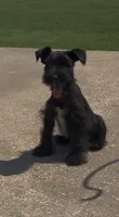 Rowdy2, a male Miniature Schnauzer for sale in Belden, MS – 2 of 5