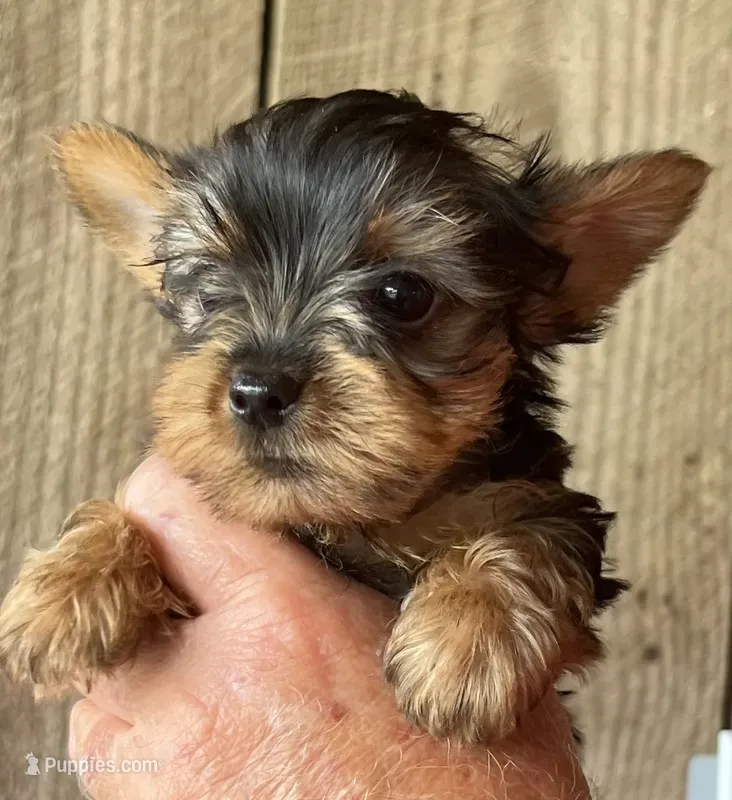 Buckee1 – Yorkshire Terrier puppy for sale in Belden, MS