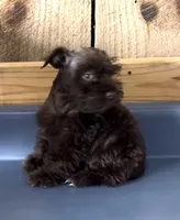 Rowdy1, a male Miniature Schnauzer for sale in Belden, MS – 2 of 3