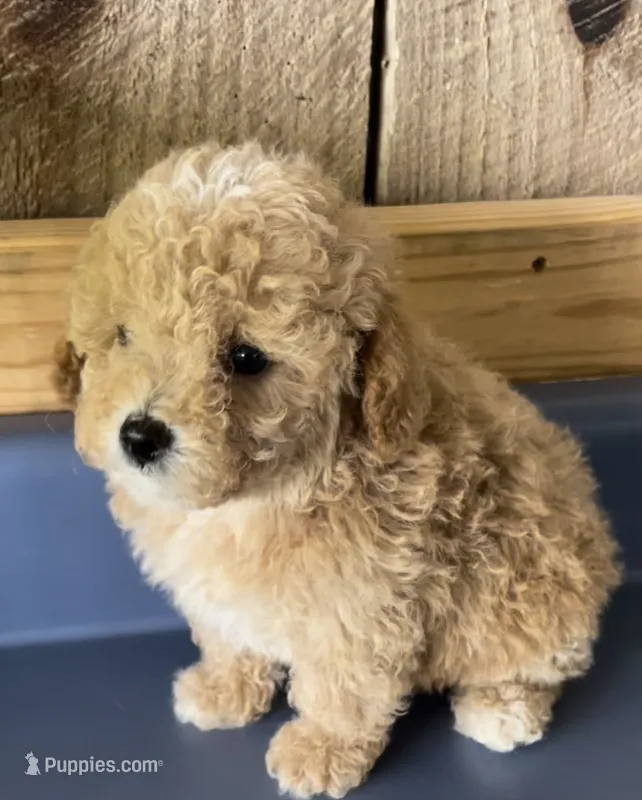Cesear2 – Poodle - Toy  puppy for sale in Belden, MS
