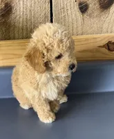 Cesear2, a male Poodle - Toy  for sale in Belden, MS – 2 of 2