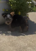 Buckee, a male Yorkshire Terrier for sale in Belden, MS – 3 of 4