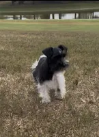 Missy1, a female Miniature Schnauzer for sale in Belden, MS – 3 of 5