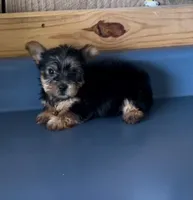 Sunshine1, a female Yorkshire Terrier for sale in Belden, MS – 3 of 3