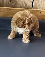 Louie1, a male Poodle - Toy  for sale in Belden, MS – 4 of 5