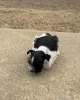 Rowdy2, a male Miniature Schnauzer for sale in Belden, MS – Photo 2 of 3