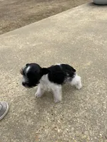 Rowdy2, a male Miniature Schnauzer for sale in Belden, MS – Photo 3 of 3