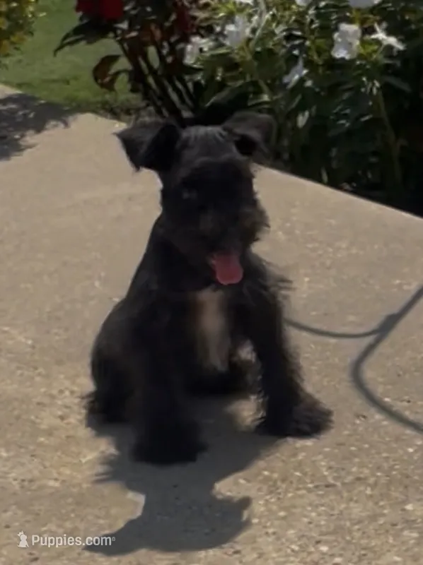 Rowdy2 – Miniature Schnauzer puppy for sale in Belden, MS