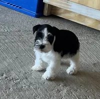 Rowdy1, a male Miniature Schnauzer for sale in Belden, MS – Photo 2 of 2