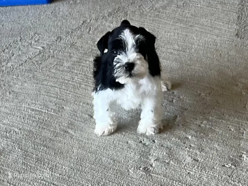Rowdy1 – Miniature Schnauzer puppy for sale in Belden, MS