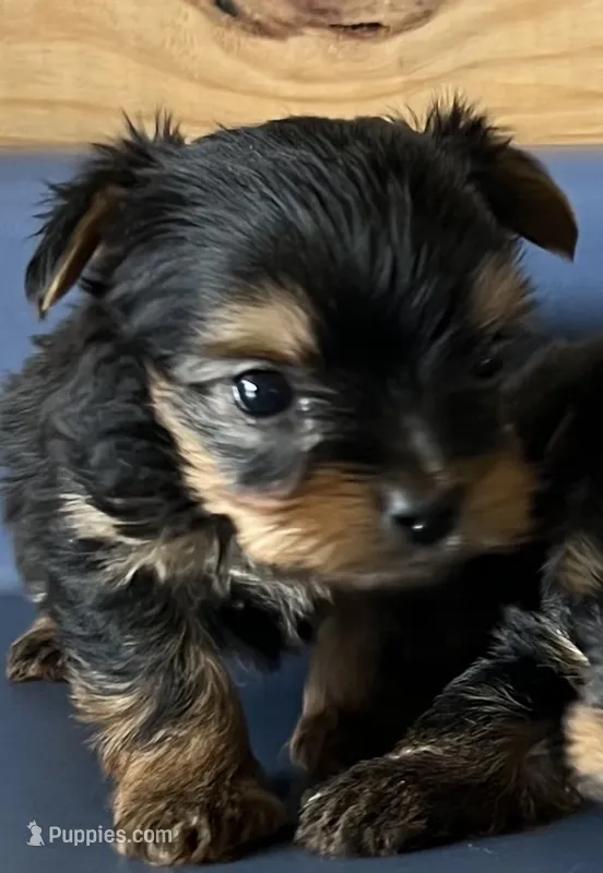 Pinto1 – Yorkshire Terrier puppy for sale in Belden, MS