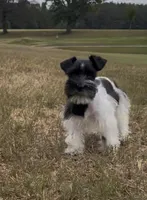 Missy1, a female Miniature Schnauzer for sale in Belden, MS – 2 of 5