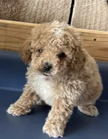 Louie1, a male Poodle - Toy  for sale in Belden, MS – 3 of 5