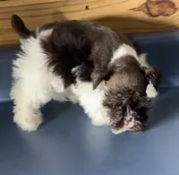 Tootsie2, a female Miniature Schnauzer for sale in Belden, MS – 2 of 2