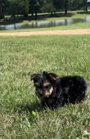 Buckee, a male Yorkshire Terrier for sale in Belden, MS – 2 of 2
