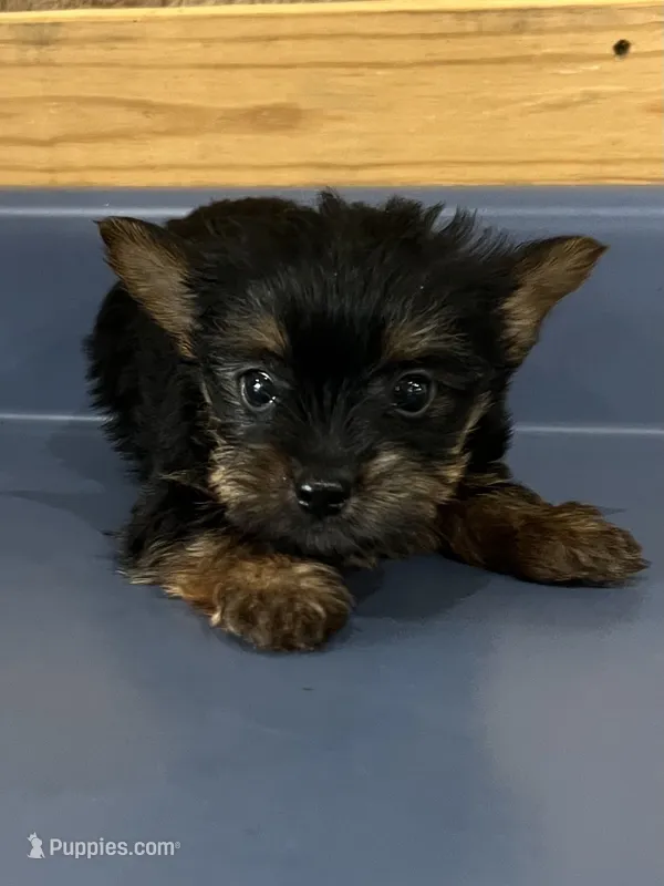 Pinto2 – Yorkshire Terrier puppy for sale in Belden, MS