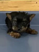 Pinto2, a male Yorkshire Terrier for sale in Belden, MS – 1 of 3