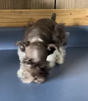 Rowdy3, a male Miniature Schnauzer for sale in Belden, MS – 3 of 3