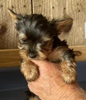 Buckee1, a male Yorkshire Terrier for sale in Belden, MS – 3 of 4