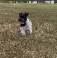 Missy1, a female Miniature Schnauzer for sale in Belden, MS – 5 of 5