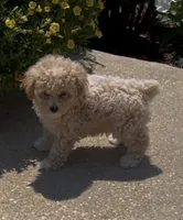 Sugar, a female Poodle - Toy  for sale in Belden, MS – 1 of 3