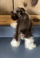 Rowdy3, a male Miniature Schnauzer for sale in Belden, MS – 2 of 3