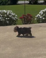Buckee, a male Yorkshire Terrier for sale in Belden, MS – 2 of 4