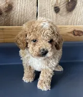 Louie1, a male Poodle - Toy  for sale in Belden, MS – 5 of 5